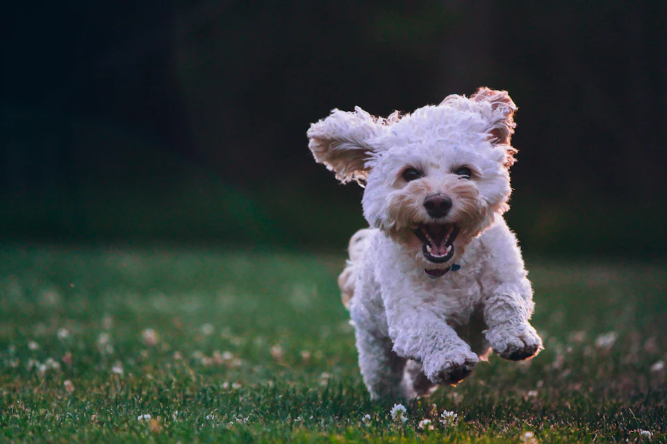 Shallow focus photography of white shih tzu puppy running on the grass