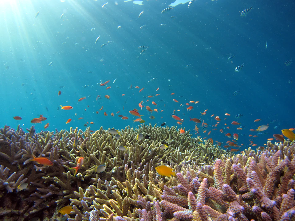 School of fish in body of water