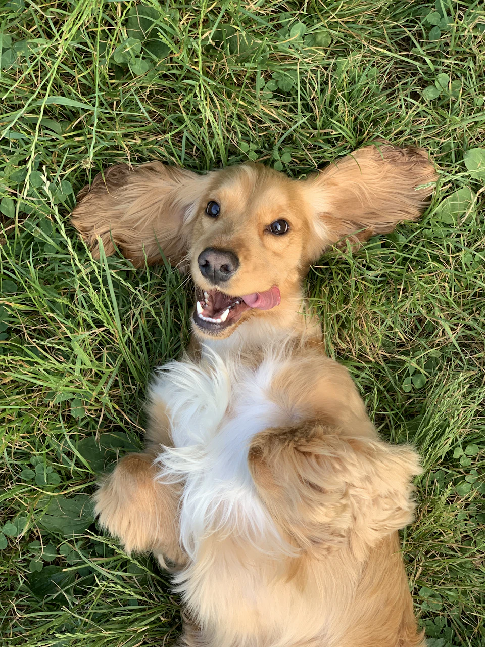 Brown and white long coated small dog lying on green grass